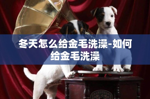 冬天怎么給金毛洗澡-如何給金毛洗澡