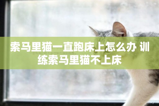 索馬里貓一直跑床上怎么辦 訓練索馬里貓不上床