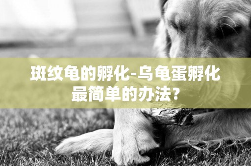 斑紋龜的孵化-烏龜蛋孵化最簡單的辦法？