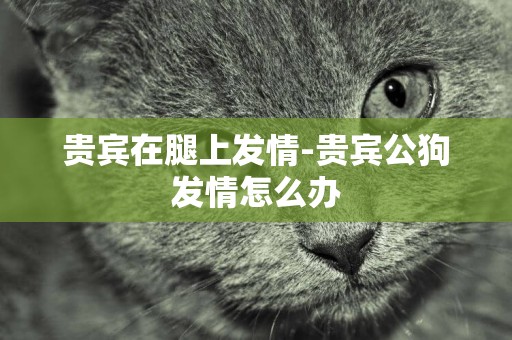 貴賓在腿上發情-貴賓公狗發情怎么辦