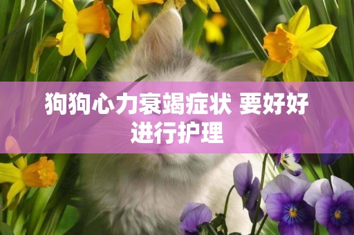 狗狗心力衰竭癥狀 要好好進行護理