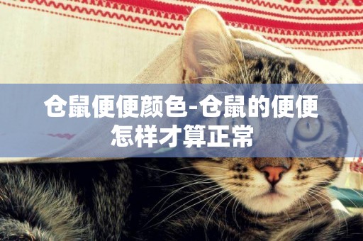 倉鼠便便顏色-倉鼠的便便怎樣才算正常