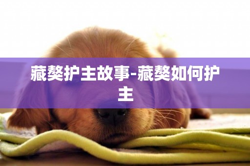 藏獒護主故事-藏獒如何護主