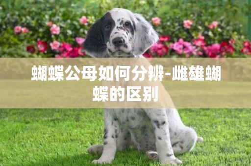 蝴蝶公母如何分辨-雌雄蝴蝶的區別