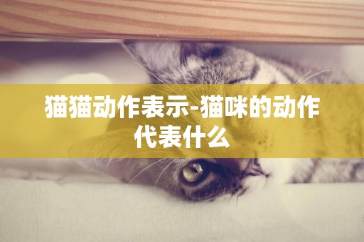 貓貓動作表示-貓咪的動作代表什么