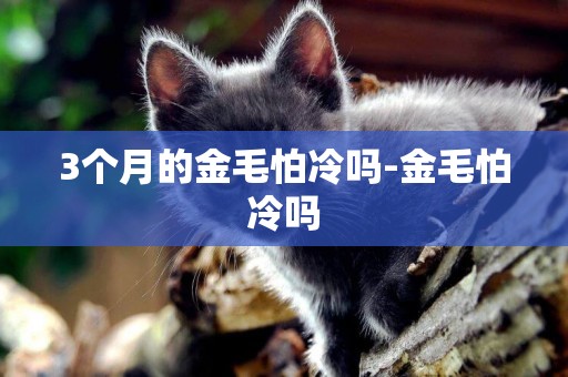 3個月的金毛怕冷嗎-金毛怕冷嗎