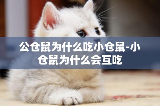 公倉鼠為什么吃小倉鼠-小倉鼠為什么會互吃