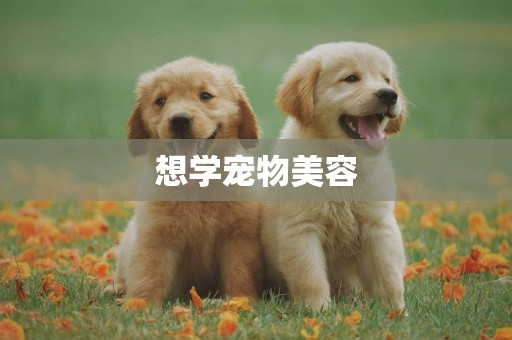 想學寵物美容