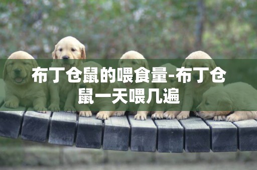 布丁倉鼠的喂食量-布丁倉鼠一天喂幾遍