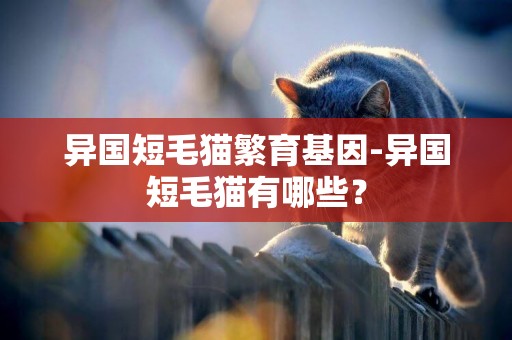 異國短毛貓繁育基因-異國短毛貓有哪些？