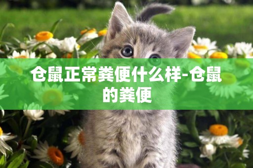 倉鼠正常糞便什么樣-倉鼠的糞便