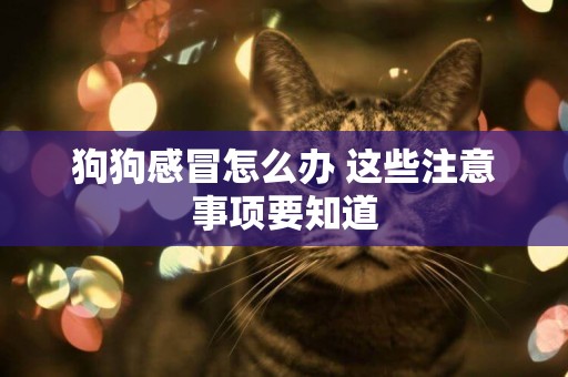 狗狗感冒怎么辦 這些注意事項要知道