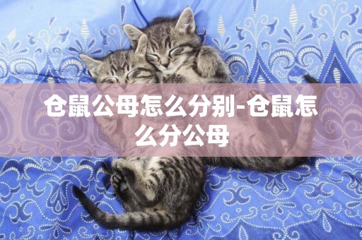 倉鼠公母怎么分別-倉鼠怎么分公母