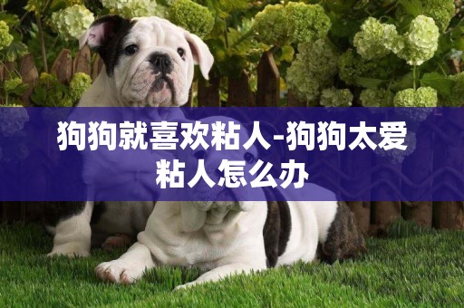 狗狗就喜歡粘人-狗狗太愛粘人怎么辦