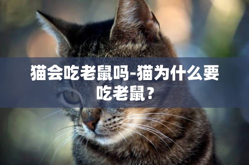貓會吃老鼠嗎-貓為什么要吃老鼠？