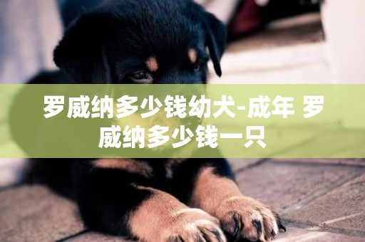 羅威納多少錢幼犬-成年 羅威納多少錢一只