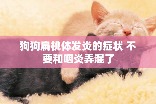 狗狗扁桃體發炎的癥狀 不要和咽炎弄混了