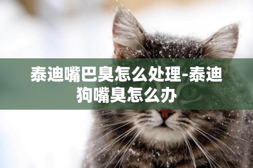 泰迪嘴巴臭怎么處理-泰迪狗嘴臭怎么辦
