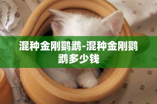 混種金剛鸚鵡-混種金剛鸚鵡多少錢
