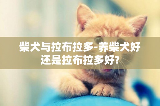 柴犬與拉布拉多-養柴犬好還是拉布拉多好?