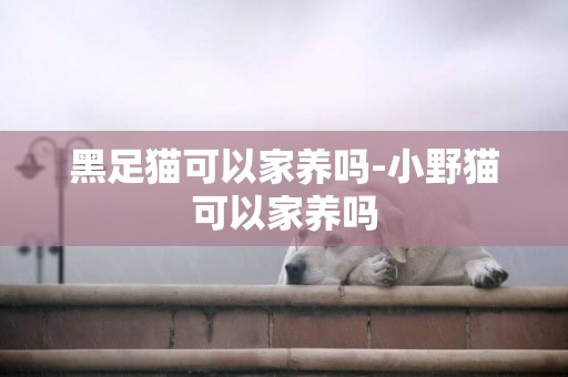 黑足貓可以家養嗎-小野貓可以家養嗎