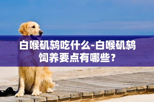 白喉磯鶇吃什么-白喉磯鶇飼養要點有哪些？