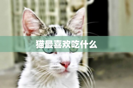 貓最喜歡吃什么