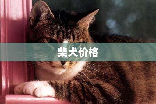 柴犬價格