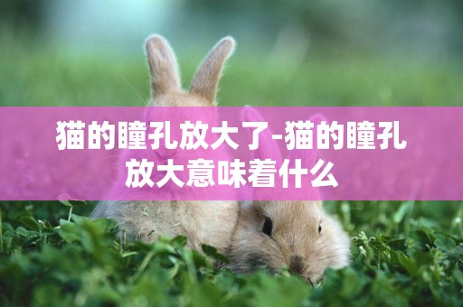 貓的瞳孔放大了-貓的瞳孔放大意味著什么