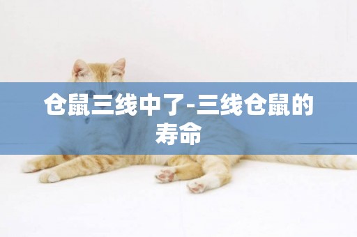 倉鼠三線中了-三線倉鼠的壽命