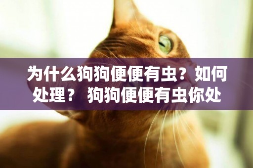 為什么狗狗便便有蟲？如何處理？ 狗狗便便有蟲你處理了嗎