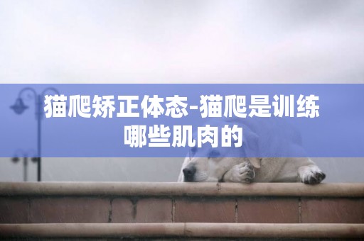貓爬矯正體態-貓爬是訓練哪些肌肉的