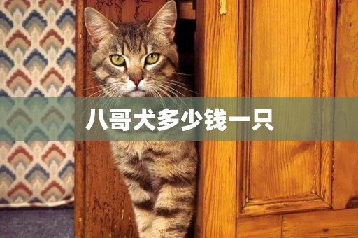 八哥犬多少錢一只
