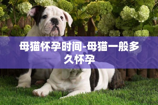 母貓懷孕時間-母貓一般多久懷孕