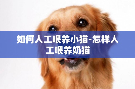 如何人工喂養小貓-怎樣人工喂養奶貓