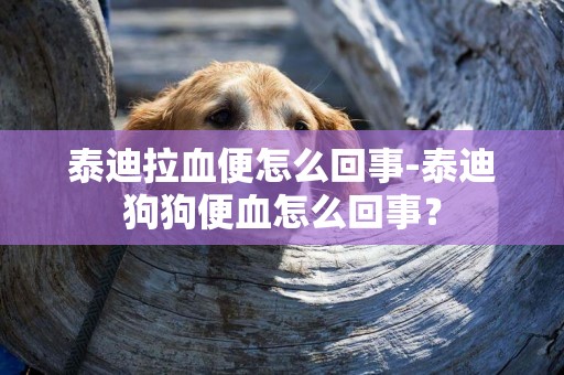 泰迪拉血便怎么回事-泰迪狗狗便血怎么回事？