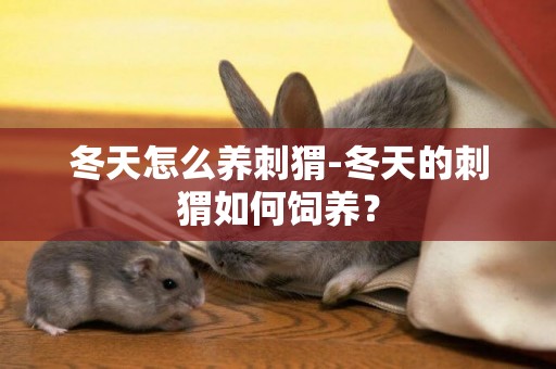 冬天怎么養刺猬-冬天的刺猬如何飼養？