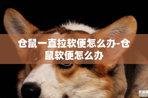 倉鼠一直拉軟便怎么辦-倉鼠軟便怎么辦