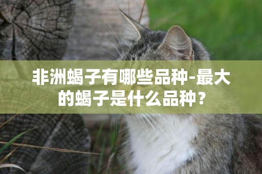 非洲蝎子有哪些品種-最大的蝎子是什么品種？