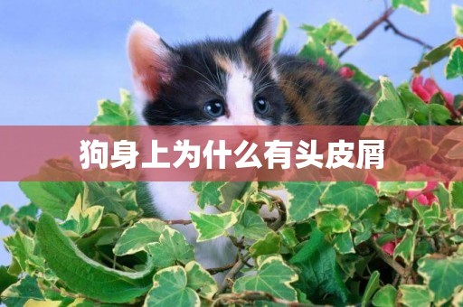 狗身上為什么有頭皮屑