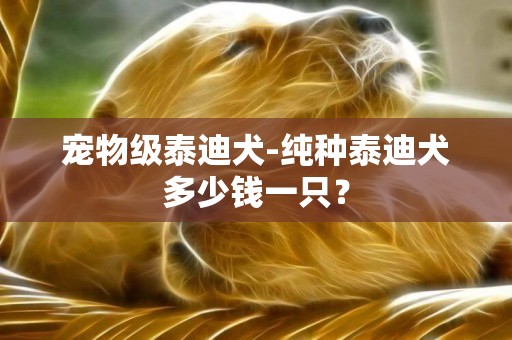 寵物級泰迪犬-純種泰迪犬多少錢一只？