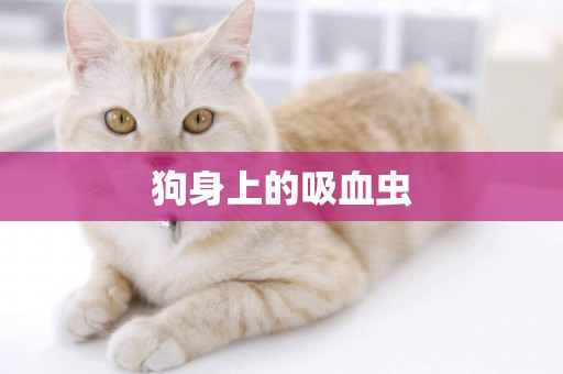 狗身上的吸血蟲