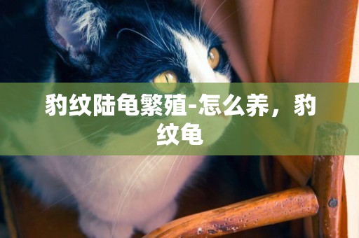 豹紋陸龜繁殖-怎么養，豹紋龜