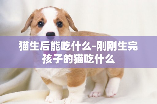 貓生后能吃什么-剛剛生完孩子的貓吃什么