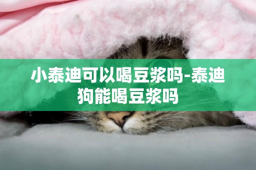 小泰迪可以喝豆漿嗎-泰迪狗能喝豆漿嗎