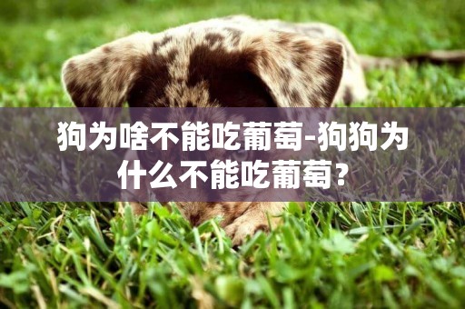 狗為啥不能吃葡萄-狗狗為什么不能吃葡萄？