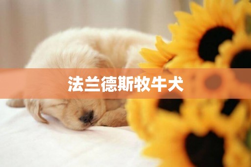 法蘭德斯牧牛犬