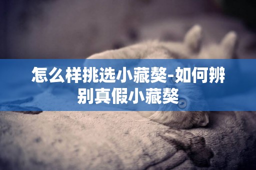 怎么樣挑選小藏獒-如何辨別真假小藏獒