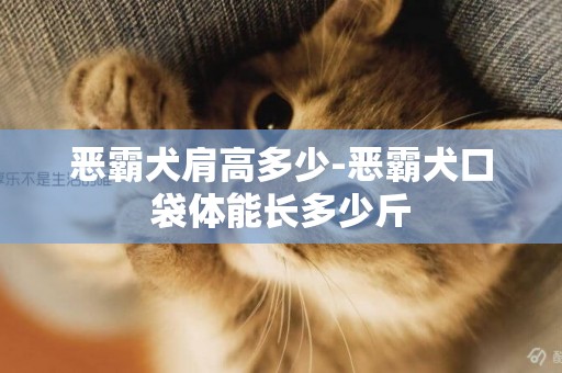惡霸犬肩高多少-惡霸犬口袋體能長多少斤