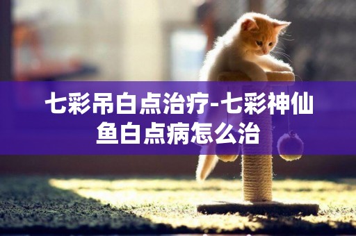 七彩吊白點治療-七彩神仙魚白點病怎么治